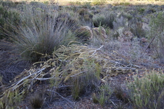 Melaleuca diosmifolia
