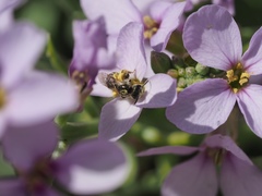 Halictus