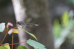 Hylogomphus geminatus