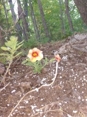 Calibrachoa sendtneriana