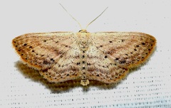 Scopula aemulata
