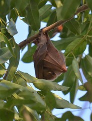 Epomophorus gambianus