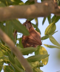 Epomophorus gambianus