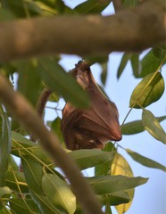 Epomophorus gambianus