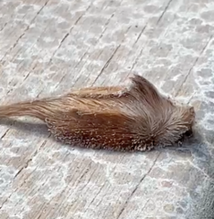 Megalopyge radiata