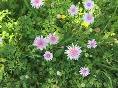 Crepis rubra