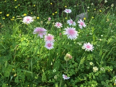 Crepis rubra