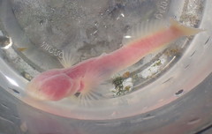 Typhlogobius californiensis