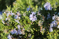 Salvia rosmarinus
