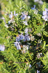 Salvia rosmarinus
