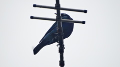 Lamprotornis
