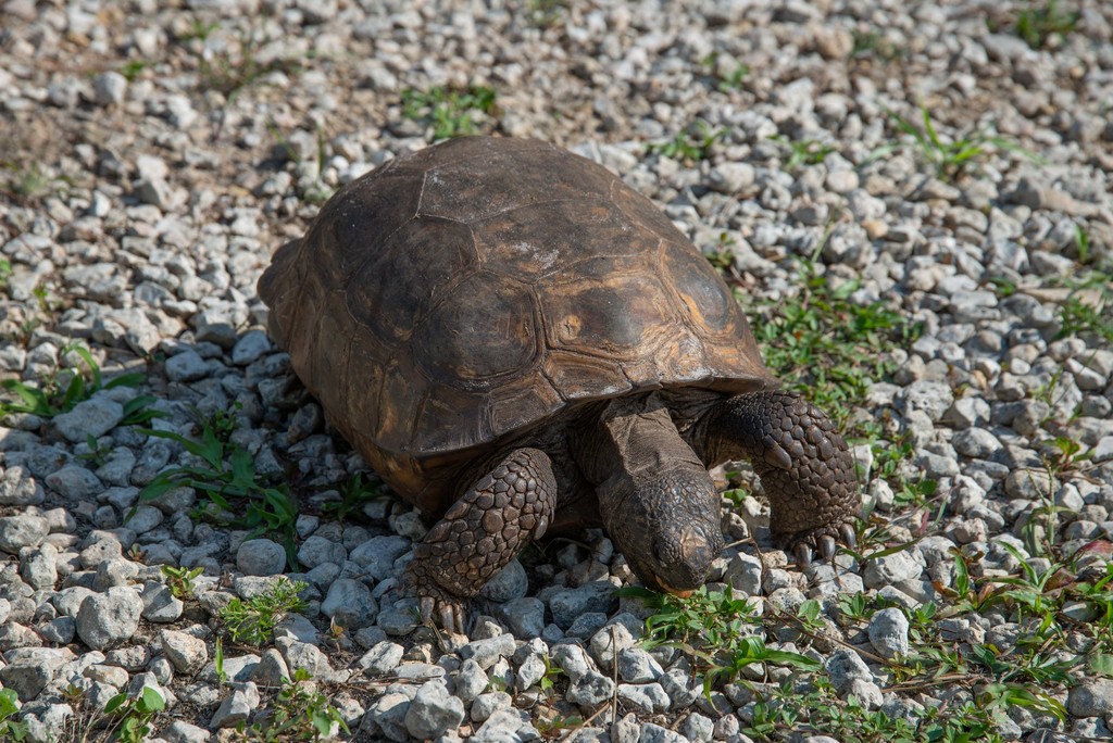 Gopher Tortoise in April 2021 by genethomas · iNaturalist