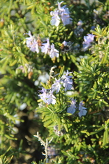 Salvia rosmarinus