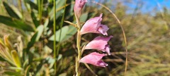 Gladiolus martleyi