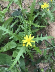 Senecio vernalis