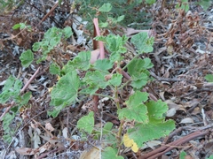 Pelargonium vitifolium