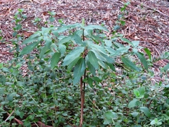 Ficus sur