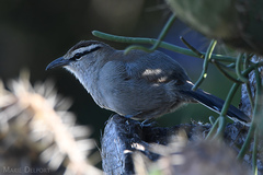 Tchagra tchagra caffrariae