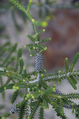 Melaleuca densa