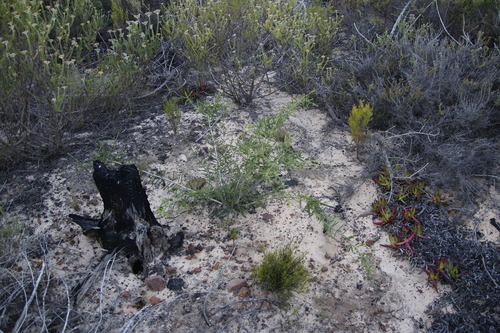 Image of Melaleuca densa by (c) Tony Rebelo, some rights reserved (CC BY-SA)
