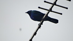 Lamprotornis