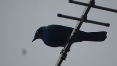 Lamprotornis