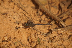 Phanogomphus minutus