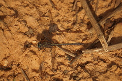 Phanogomphus minutus