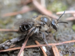 Andrena bradleyi
