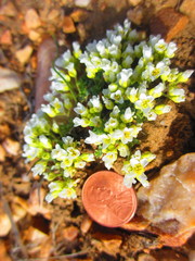 Cusickiella douglasii