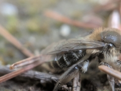 Andrena bradleyi