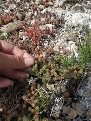 Sedum urvillei
