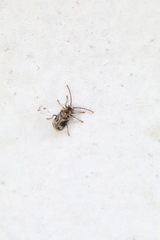 Ptinomorphus imperialis