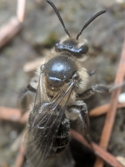 Andrena bradleyi