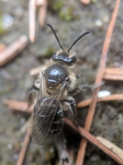Andrena bradleyi