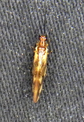 Sisyridae