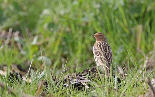 Bisbita gorjirrojo (Anthus cervinus)