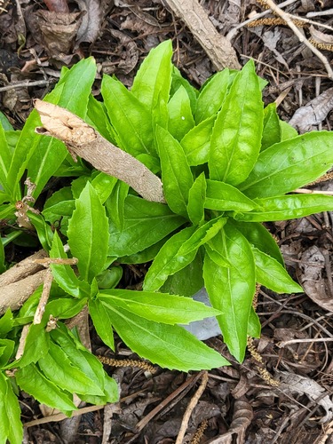 Capraria mexicana (Capraria mexicana)