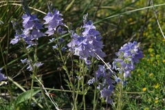 Veronica dalmatica