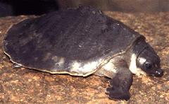 Carettochelys insculpta