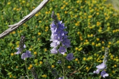 Veronica dalmatica