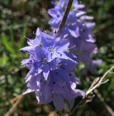 Veronica dalmatica