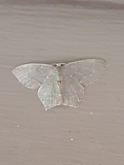 Chloropteryx tepperaria