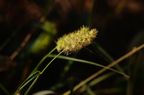 Cenchrus brownii iNat (3)