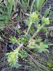 Potentilla astracanica