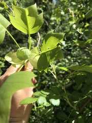 Liriodendron tulipifera