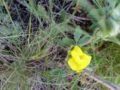 Potentilla astracanica