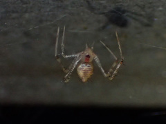 Chrysso lingchuanensis