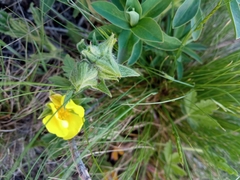 Potentilla astracanica