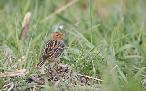 Red-throated Pipit